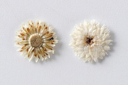 20 PCS Set (1-1.5CM) Pressed Flower, real dried Flower, Ivory White Apricot Flower, Small Preserved Flowers, Tiny White Flower For nails