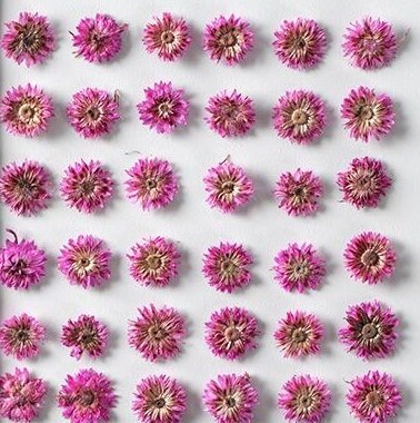 20 PCS Set (0.5-0.8CM) Pressed Flower, Tiny Pink Dried Flower, Real Pressed Apricot Flower, Flat Small Dried Flowers, real dried nail Flower