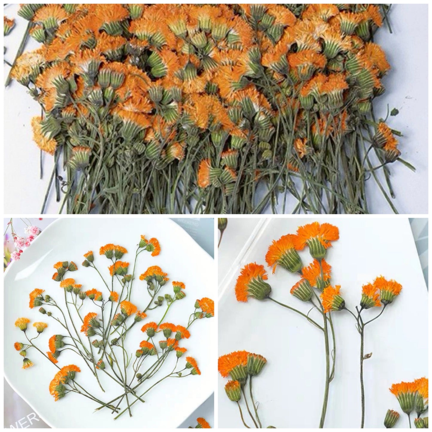 12 PCS Set (8-15CM) Pressed Dried Flowers Pressed Orange Flower Stems, REAL Dried flower Stems, Preserved Dried Flowers, Flat Orange Flower