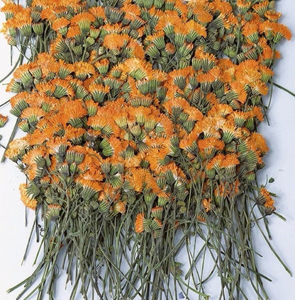 12 PCS Set (8-15CM) Pressed Dried Flowers Pressed Orange Flower Stems, REAL Dried flower Stems, Preserved Dried Flowers, Flat Orange Flower