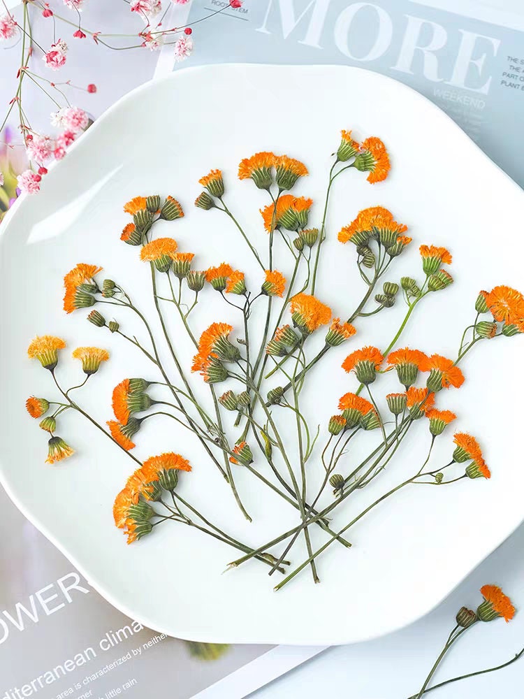 12 PCS Set (8-15CM) Pressed Dried Flowers Pressed Orange Flower Stems, REAL Dried flower Stems, Preserved Dried Flowers, Flat Orange Flower