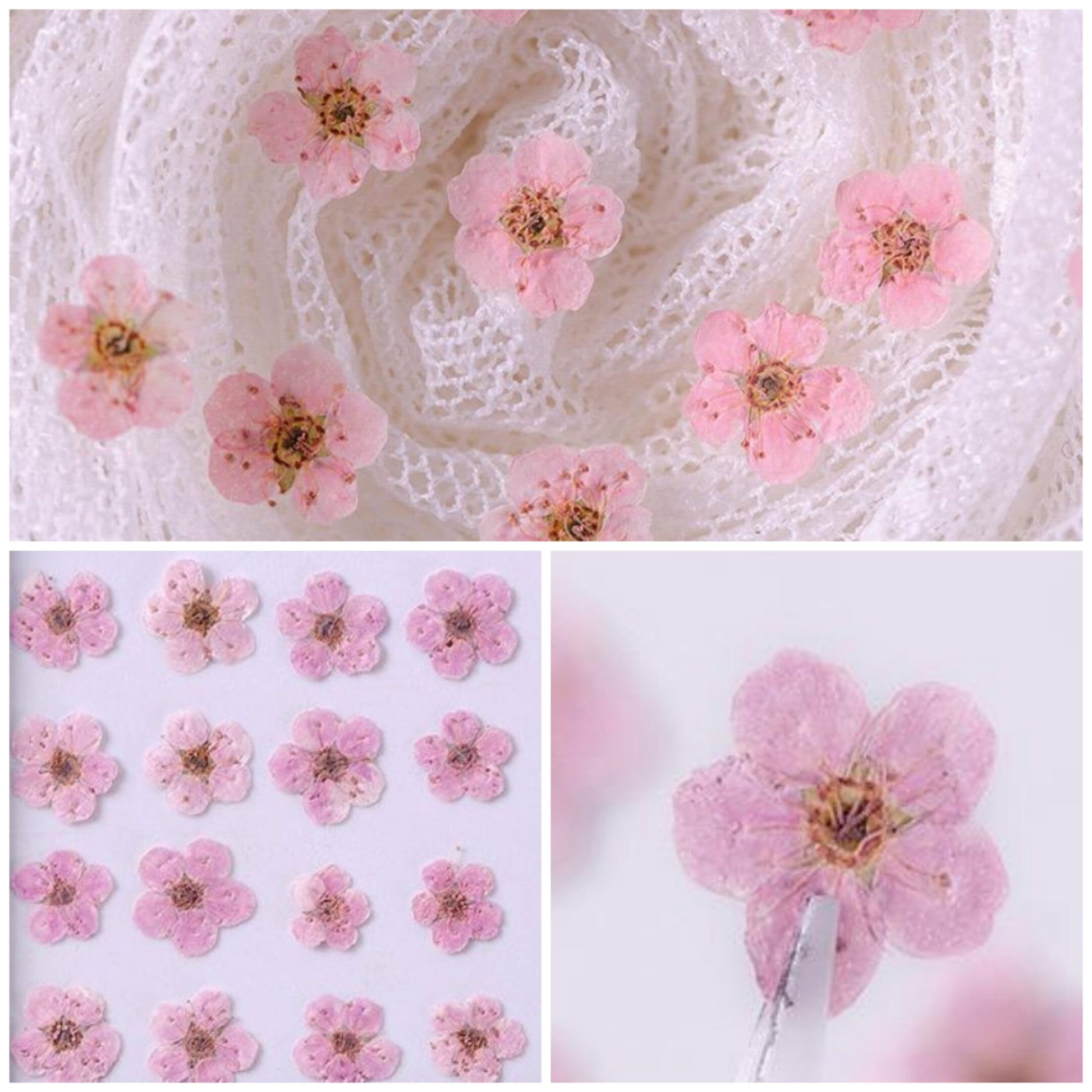 20 PCS Set (0.5-0.8CM) Pressed Bridal Wreath Flower, Tiny Pink Dried Flowers, Real Pressed Flower, Flat Small Dried Bridal Wreath Flowers