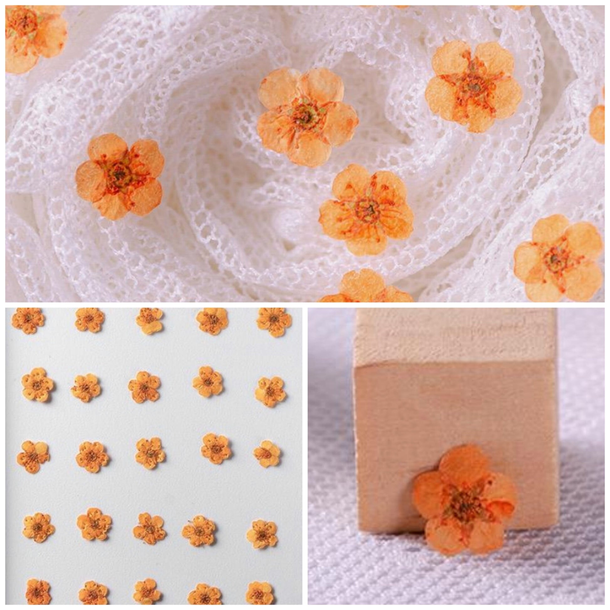 20 PCS/Set (0.5-1cm) Dried Pressed Bridal Wreath Flower, Preserved Real small orange Flower, Pressed Dreid Flowers, Flat Tiny Dried Flower