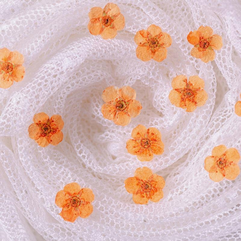 20 PCS/Set (0.5-1cm) Dried Pressed Bridal Wreath Flower, Preserved Real small orange Flower, Pressed Dreid Flowers, Flat Tiny Dried Flower