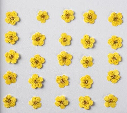 20 PCS Set (0.5-0.8CM) Real Dried Bridal Wreath Yellow Flower, Pressed Dried Flowers, Real Pressed Flat Dried Flower, Preserved Tiny Flowers