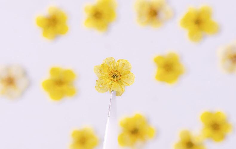 20 PCS Set (0.5-0.8CM) Real Dried Bridal Wreath Yellow Flower, Pressed Dried Flowers, Real Pressed Flat Dried Flower, Preserved Tiny Flowers