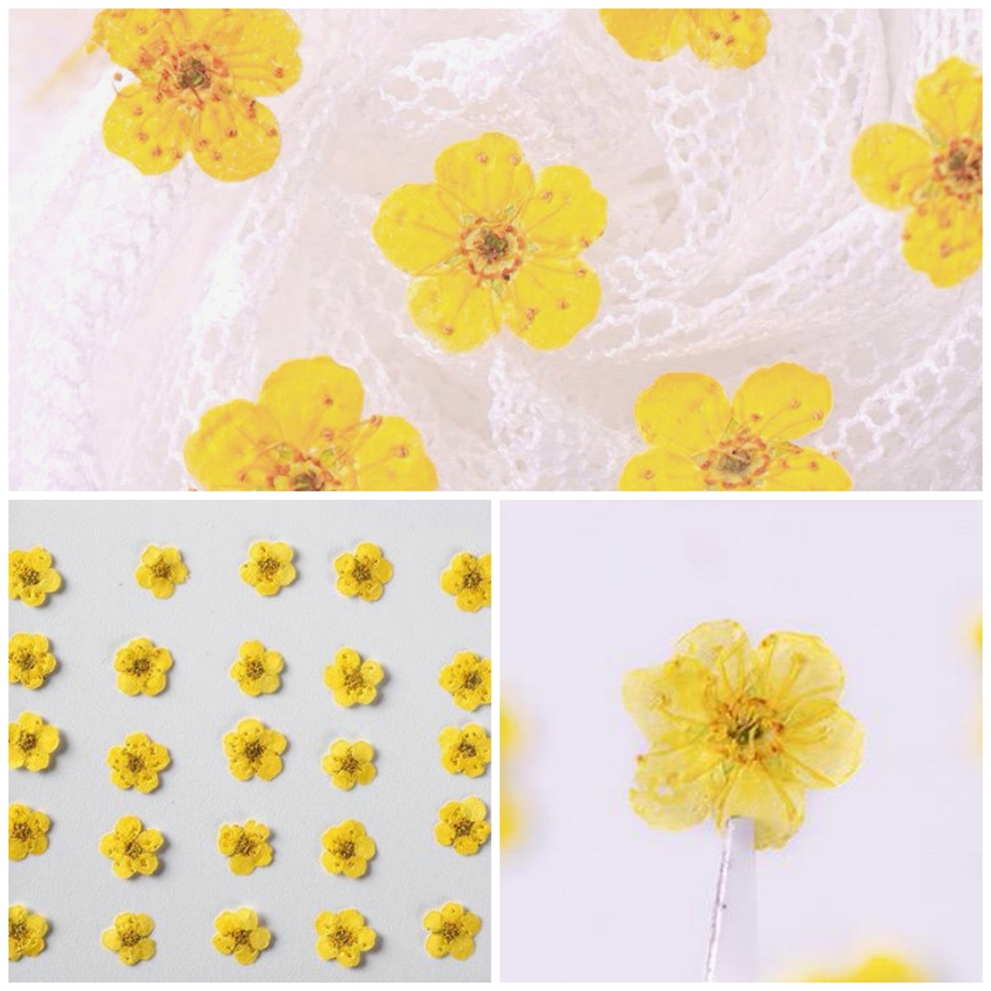 20 PCS Set (0.5-0.8CM) Real Dried Bridal Wreath Yellow Flower, Pressed Dried Flowers, Real Pressed Flat Dried Flower, Preserved Tiny Flowers