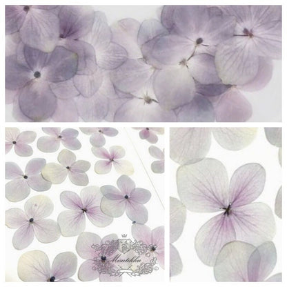 20 PCS Set (2.5-3.5CM) Pressed Hydrangea Dried Flower, Light Purple Dried Hydrangea Flower, Pressed Hydrangea Flower, Real Dried Flat Flower