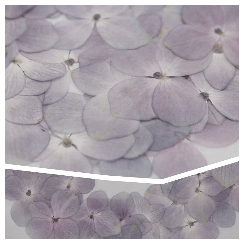 20 PCS Set (2.5-3.5CM) Pressed Hydrangea Dried Flower, Light Purple Dried Hydrangea Flower, Pressed Hydrangea Flower, Real Dried Flat Flower