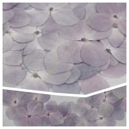 20 PCS Set (2.5-3.5CM) Pressed Hydrangea Dried Flower, Light Purple Dried Hydrangea Flower, Pressed Hydrangea Flower, Real Dried Flat Flower