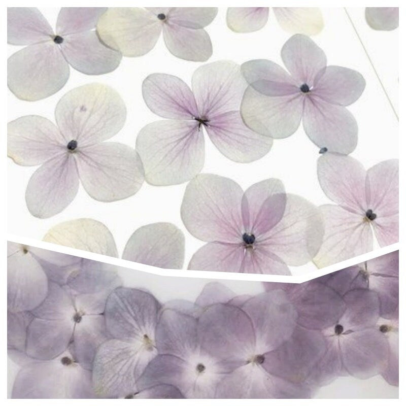 20 PCS Set (2.5-3.5CM) Pressed Hydrangea Dried Flower, Light Purple Dried Hydrangea Flower, Pressed Hydrangea Flower, Real Dried Flat Flower