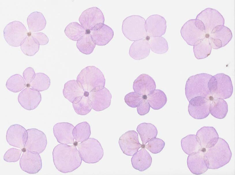 20 PCS Set (2-3CM) Pressed Hydrangea Flowers, Light Purple Dried Flower, Dried Real Flower, Pressed flat Flowers, Real Hydrangea Flowers