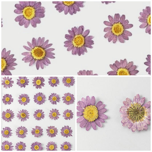 20 PCS Set (2-3CM) Pressed Dried Daisy Flower, Pressed Purple Daisy Flower, Real Dried Flat Pressed Daisies, Preservation daisy Dried Flower