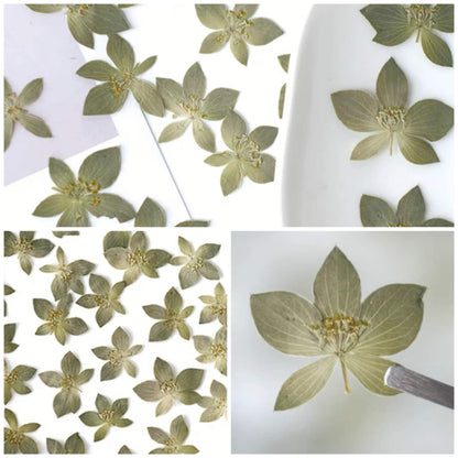 20 PCS Set (0.8-1.2CM) Pressed Green Tiny Leaves, Pressed Flower Leaves, Real dried Preserved Flower Leaves, Flat Dried Pressed Small Leaves