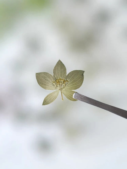 20 PCS Set (0.8-1.2CM) Pressed Green Tiny Leaves, Pressed Flower Leaves, Real dried Preserved Flower Leaves, Flat Dried Pressed Small Leaves