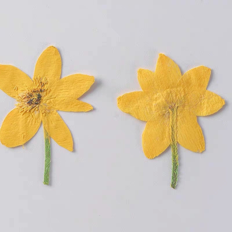 20 PCS Set (4-6CM) Dried Pressed Yellow Daisy Flower Stems, Pressed Flower Stems, Flat real daisy Flowers, Preserved Dried yellow Flower