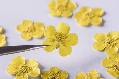 12 PCS Set (1.5-2.5CM) Pressed Flower Buttercups, Flat Dried Flower Yellow Buttercups, Pressed Dried Yellow Flowers, Dried Pressed Buttercup