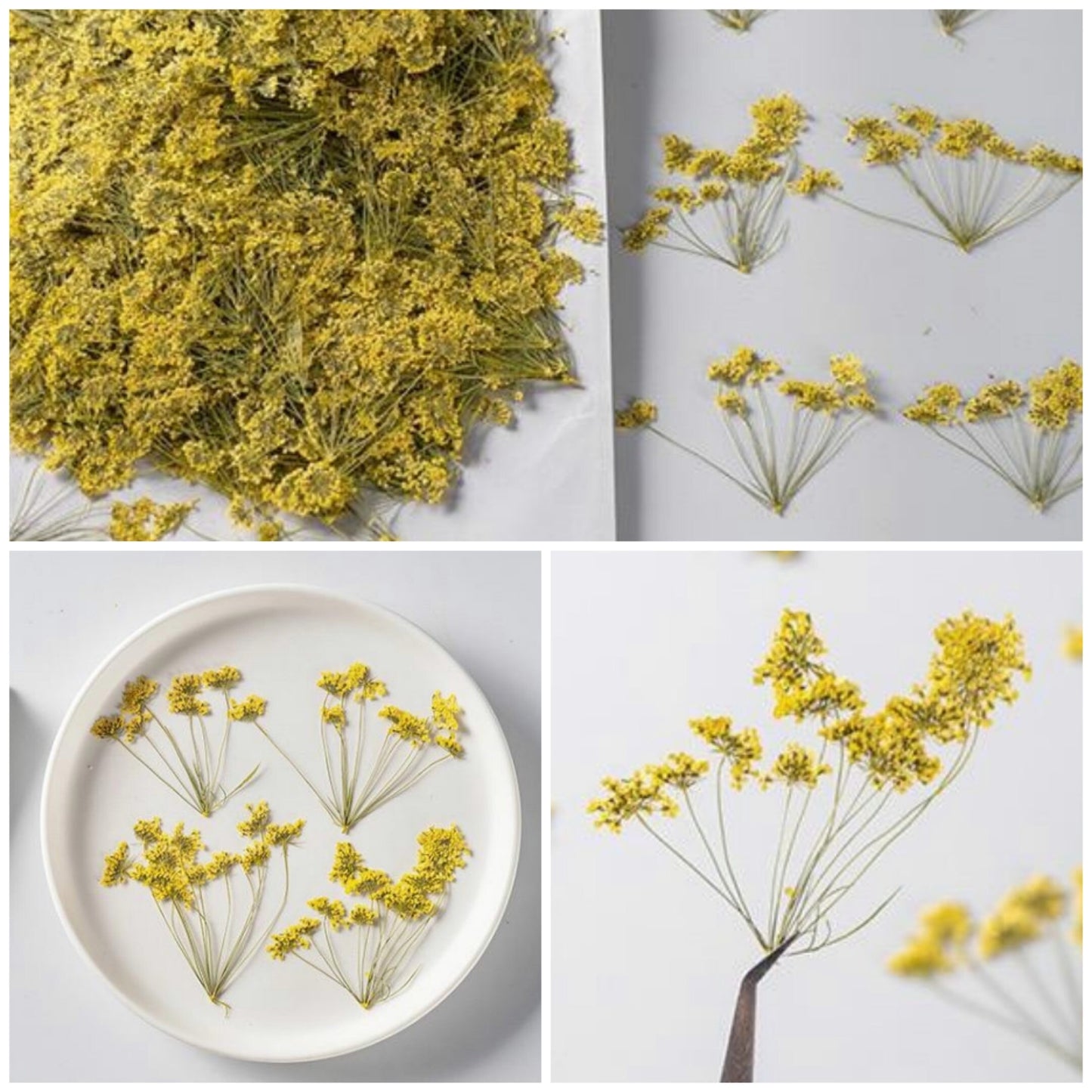 12 PCS Set (5-8CM) Pressed Yellow Queen Anne’s Lace Flower Stems, Pressed Dried Flower Stems, Dried Queen Anne’s Lace, Preserved Flat Flower