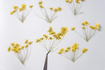 12 PCS Set (5-8CM) Pressed Yellow Queen Anne’s Lace Flower Stems, Pressed Dried Flower Stems, Dried Queen Anne’s Lace, Preserved Flat Flower