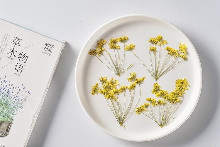 12 PCS Set (5-8CM) Pressed Yellow Queen Anne’s Lace Flower Stems, Pressed Dried Flower Stems, Dried Queen Anne’s Lace, Preserved Flat Flower