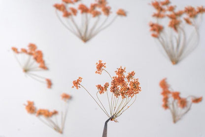 12 PCS Set (5-8CM) Pressed Orange Queen Anne’s Lace Flower Stems , Dried Pressed Flower Stem, Flat Queen Anne’s Lace, Preserved Dried Flower