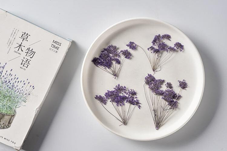 20 PCS Set (5-8CM) Pressed Dried Flower Queen Anne’s Lace Stems, Pressed Purple Flower Stems, Preserved Queen Anne’s Lace, Real Flat Flower