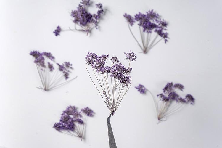 20 PCS Set (5-8CM) Pressed Dried Flower Queen Anne’s Lace Stems, Pressed Purple Flower Stems, Preserved Queen Anne’s Lace, Real Flat Flower