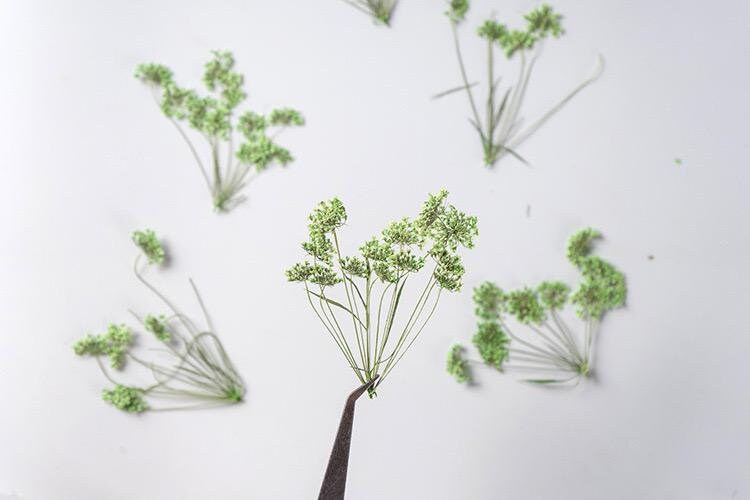 12 PCS Set (5-8CM) Pressed Dried Green Queen Anne’s Lace, Pressed Flat Real Flower Stems, Dried Preserved Light Green Queen Anne’s Lace