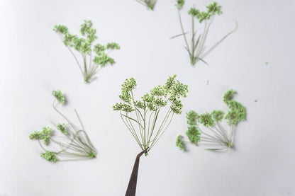 12 PCS Set (5-8CM) Pressed Dried Green Queen Anne’s Lace, Pressed Flat Real Flower Stems, Dried Preserved Light Green Queen Anne’s Lace