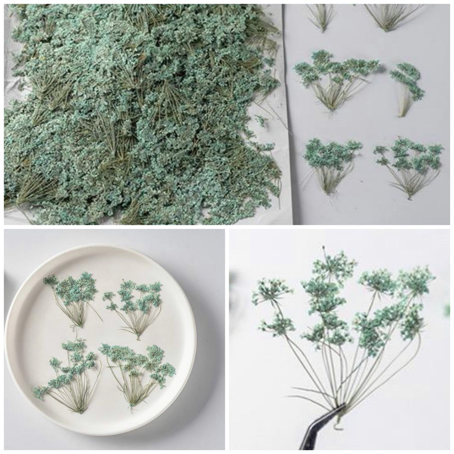 20 PCS Set (5-8CM) Pressed Queen Anne’s Lace Flower, Pressed Blue Flower Stems, flat Dried Queen Anne’s Lace, Preserved real Dried Flower