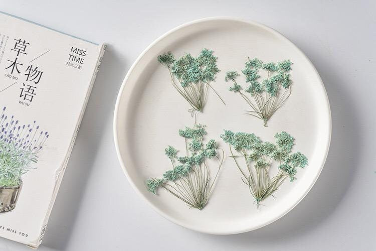 20 PCS Set (5-8CM) Pressed Queen Anne’s Lace Flower, Pressed Blue Flower Stems, flat Dried Queen Anne’s Lace, Preserved real Dried Flower