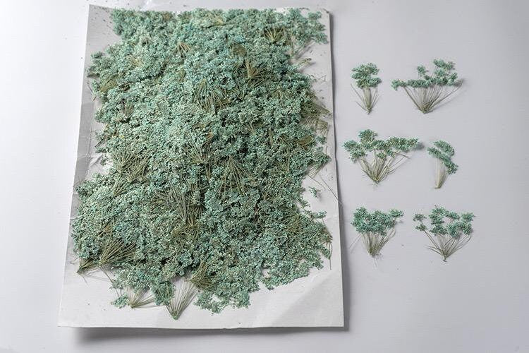 20 PCS Set (5-8CM) Pressed Queen Anne’s Lace Flower, Pressed Blue Flower Stems, flat Dried Queen Anne’s Lace, Preserved real Dried Flower