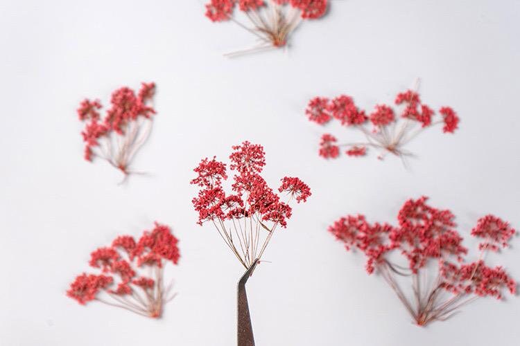 12 PCS Set (5-8CM) Pressed Flower Red Queen Anne’s Lace , Dried Red Flower Stems, Flat Real Queen Anne’s Lace, Preserved Died Flower Stems