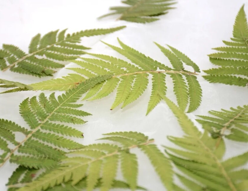 20 PCS Set (5-10CM) Pressed Green Leaves, Real dried Leaves, Preserved Flower Leaves, Preservation Flat Fern Leaves, Pressed Flower Leaves