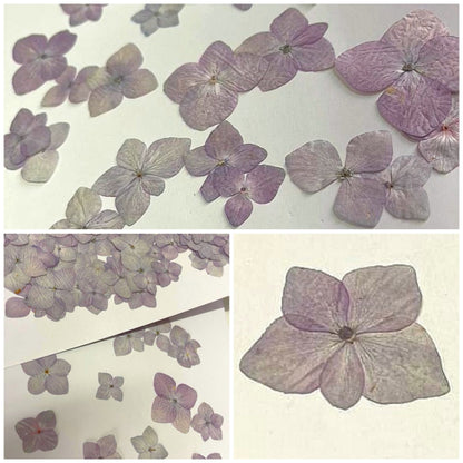 20 PCS Set (2.5-4CM) Pressed Purple Dried Flower, Purple Pressed Hydrangea Flower, Preserved Dried Flowers, Real Purple Flat Dried Flowers