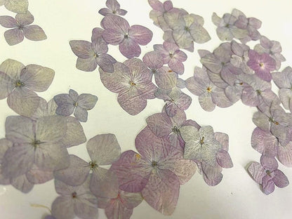 20 PCS Set (2.5-4CM) Pressed Purple Dried Flower, Purple Pressed Hydrangea Flower, Preserved Dried Flowers, Real Purple Flat Dried Flowers