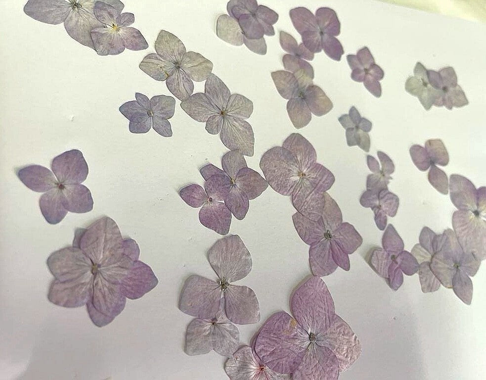 20 PCS Set (2.5-4CM) Pressed Purple Dried Flower, Purple Pressed Hydrangea Flower, Preserved Dried Flowers, Real Purple Flat Dried Flowers