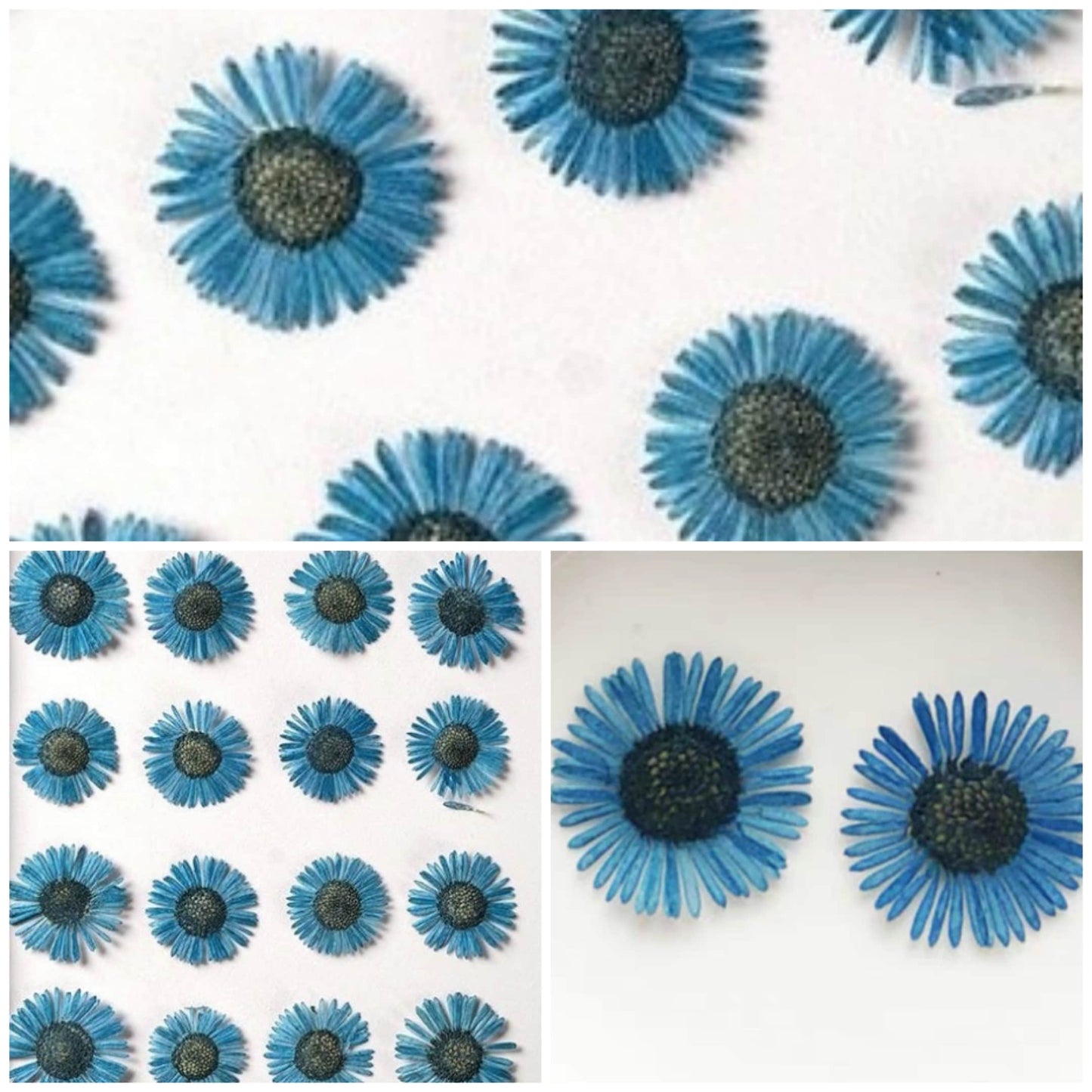 20 PCS Set (1-1.5CM) Dried Pressed Flower, Flat Dried Flowers Fleabane, Pressed Blue daisy Flowers, Real Pressed Dried Fleabane Flowers