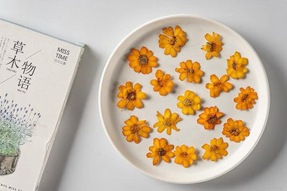 20 PCS/Set (2-3CM) Pressed orange Daisy Flower, Dried Pressed real Flowers, Real Flat Dried Preserved Daisies, real orange Dried flower