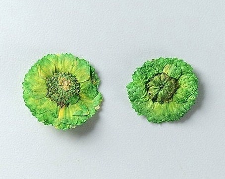 20 PCS (0.5-1CM) Pressed Dried Flower, Green Verbena Flower, Preservation Dried Real Flowers, Pressed flat Flower, Small Flower Preserved