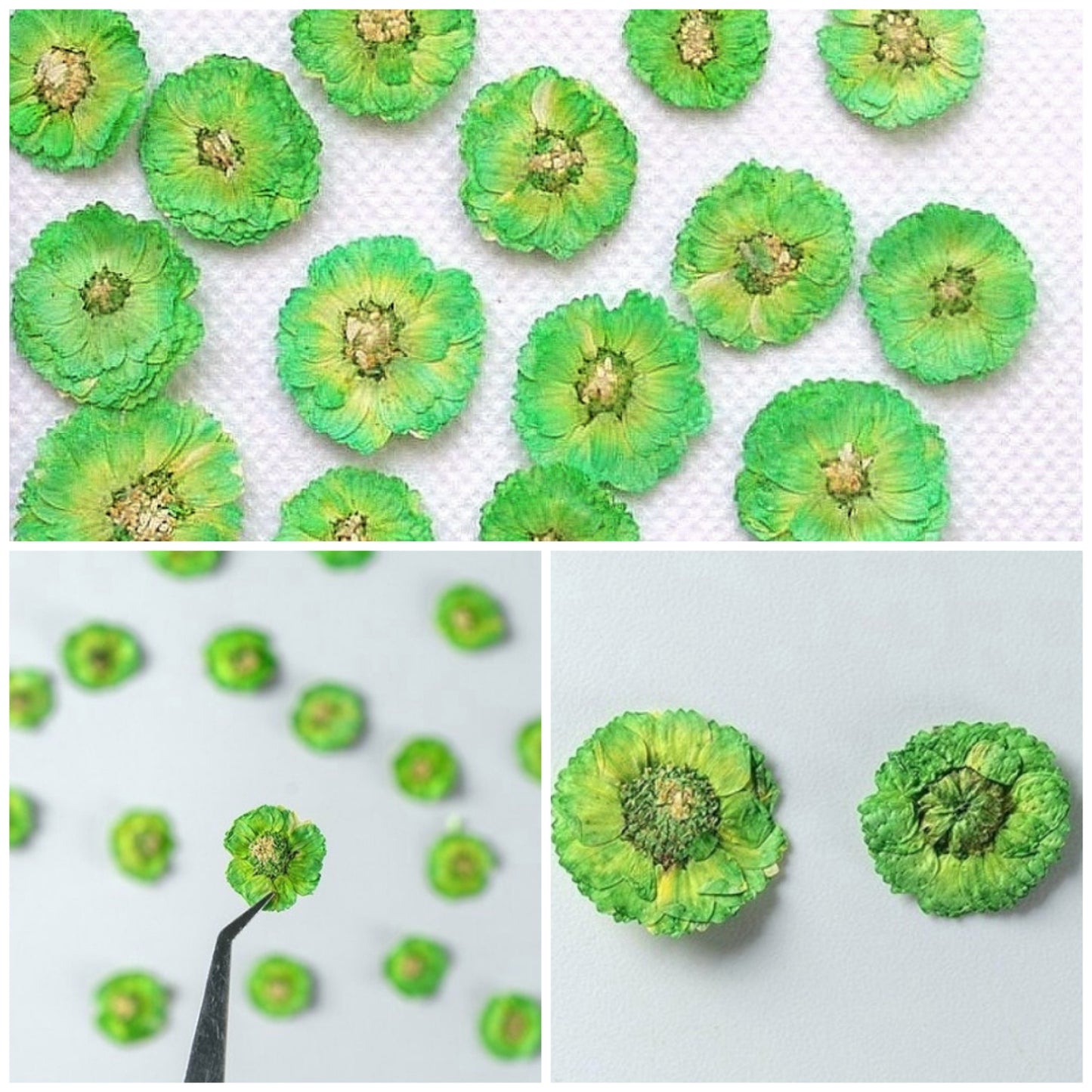 20 PCS (0.5-1CM) Pressed Dried Flower, Green Verbena Flower, Preservation Dried Real Flowers, Pressed flat Flower, Small Flower Preserved