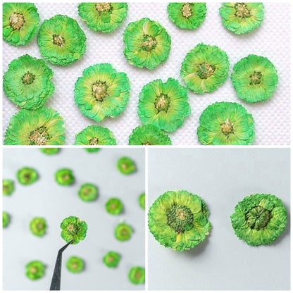 20 PCS (0.5-1CM) Pressed Dried Flower, Green Verbena Flower, Preservation Dried Real Flowers, Pressed flat Flower, Small Flower Preserved