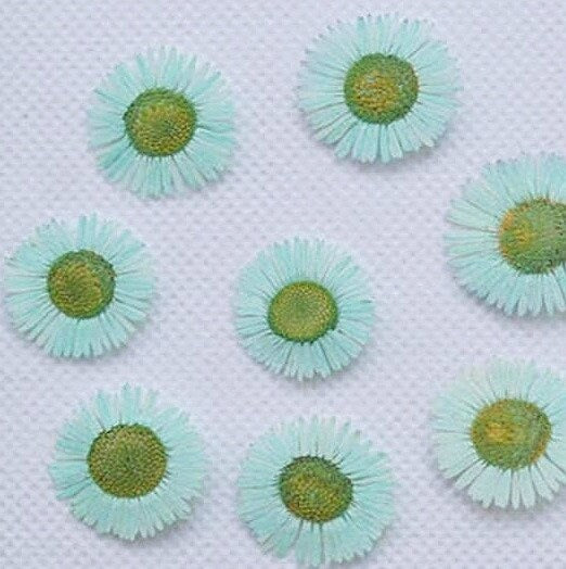 20 PCS Set (1-1.5CM) Small Pressed Dried Flower, Blue Pressed Fleabane Flower, Preserved Real Dried Flowers, Pressed Blue Flat Diasy Flower