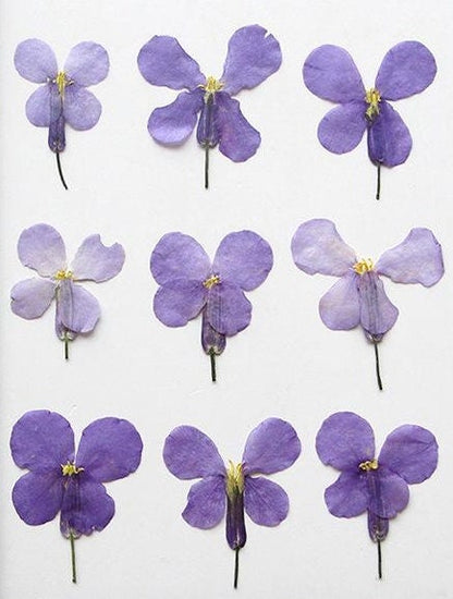 20 PCS Set (2-3CM) Natural Pressed Dried Flower, Small real Dried Pressed Flower, Pressed Purple Flowers, Preserved Dried Flat Flower