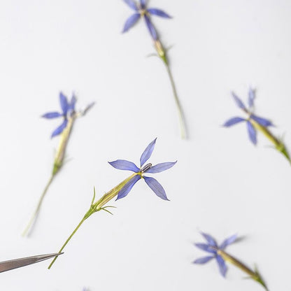 20 PCS Set (10-15CM) Pressed Dried flower Stems, Pressed Real Flowers, Blue Flower Dried Pressed Flat Flowers, Preserved Dried Flower Stems