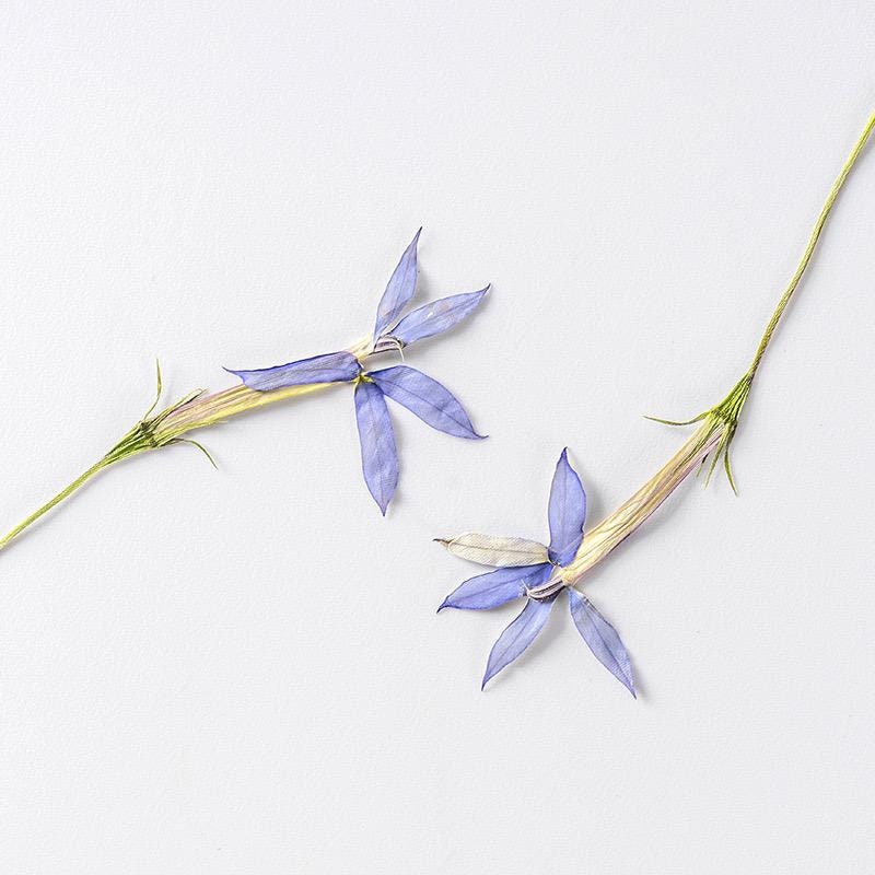 20 PCS Set (10-15CM) Pressed Dried flower Stems, Pressed Real Flowers, Blue Flower Dried Pressed Flat Flowers, Preserved Dried Flower Stems