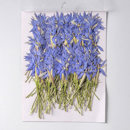 20 PCS Set (10-15CM) Pressed Dried flower Stems, Pressed Real Flowers, Blue Flower Dried Pressed Flat Flowers, Preserved Dried Flower Stems