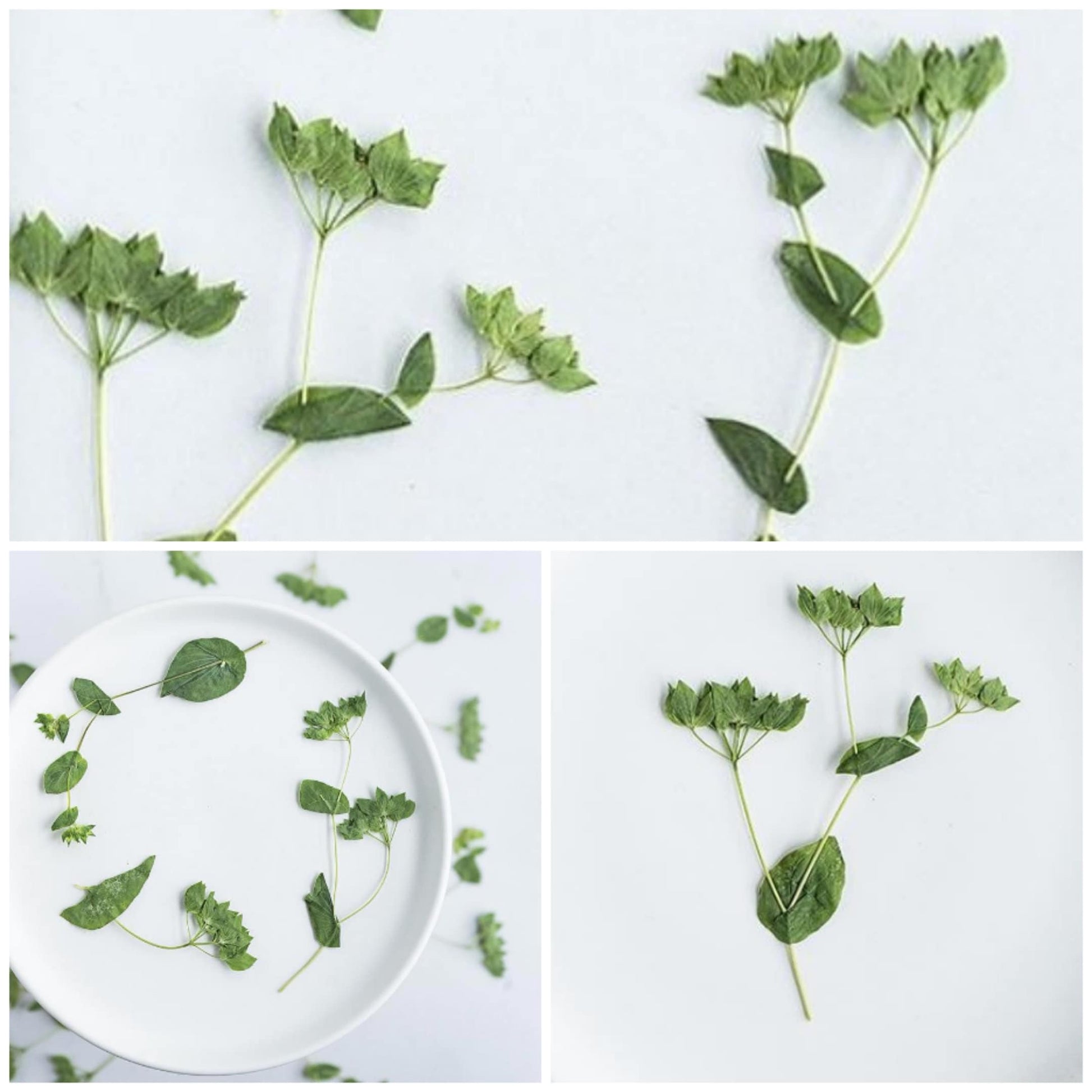 12 PCS Set (8-12CM) Natural Pressed Leaves, Dried Flower Leaves, pressed Real Leaves, Pressed Greens Flat Dried Leaves, Real Dried Fern