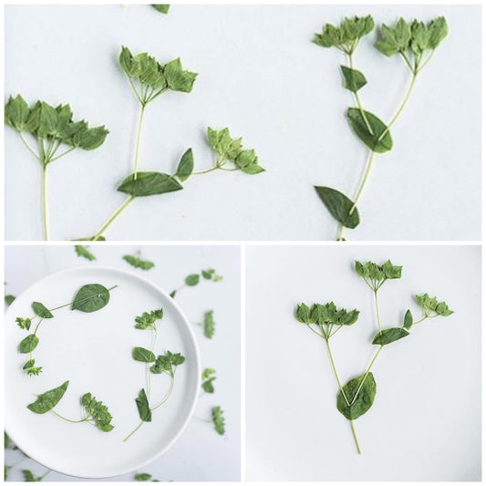 12 PCS Set (8-12CM) Natural Pressed Leaves, Dried Flower Leaves, pressed Real Leaves, Pressed Greens Flat Dried Leaves, Real Dried Fern