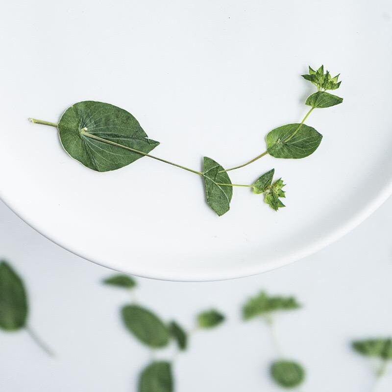 12 PCS Set (8-12CM) Natural Pressed Leaves, Dried Flower Leaves, pressed Real Leaves, Pressed Greens Flat Dried Leaves, Real Dried Fern